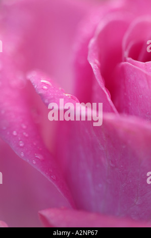 Rosa stieg in enger Zusammenarbeit mit Tautropfen Stockfoto