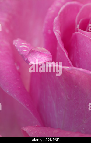 Rosa stieg in enger Zusammenarbeit mit Tautropfen Stockfoto