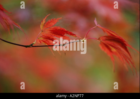 Regentropfen auf Ahorn Zweig im Herbst Westonbirt Arboretum Tetbury Gloucestershire, England Stockfoto