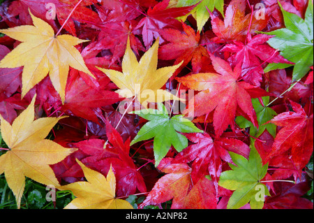 Gefallene japanische Ahorn Blätter im Herbst Stockfoto