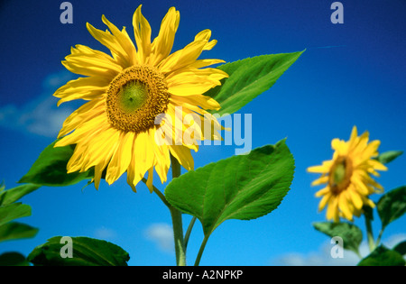 Nahaufnahme von blühenden Sonnenblumen (Helianthus Annuus) gegen blauen Himmel Stockfoto