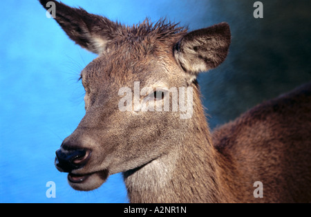 Nahaufnahme der Rothirsch (Cervus Elaphus) Stockfoto