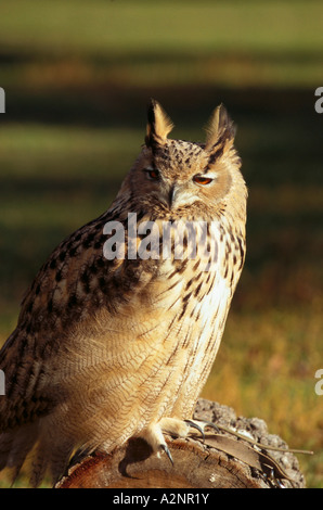 Nahaufnahme der Uhu (Bubo Bubo) auf Holz Stockfoto