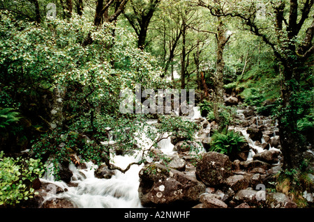 Ein sprudelnder Bach Glen Nevis. Stockfoto