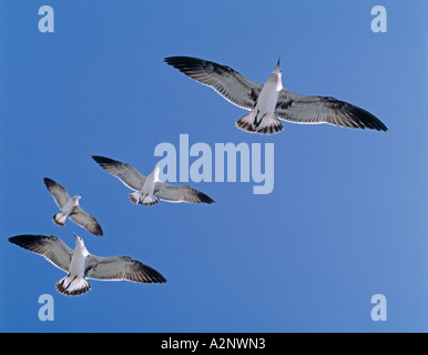Flug der Möwen im blauen Himmel Stockfoto
