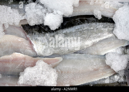 Frischer Fisch in ein Eisbox geliefert Stockfoto
