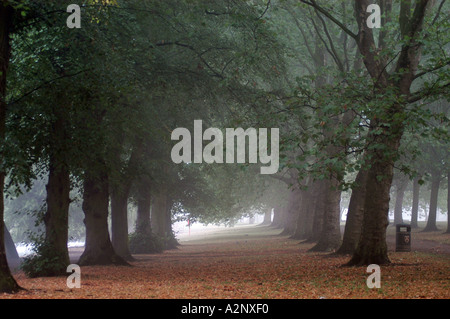 Alleebäume in den frühen Morgenstunden Nebel über asphaltierte Weg Bedford Stockfoto