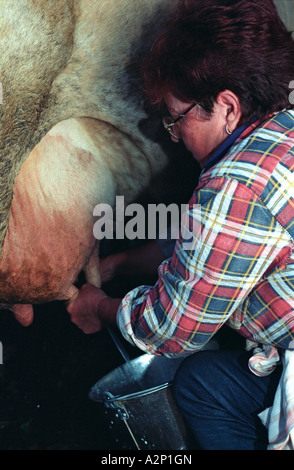 Frau ist eine Kuh melken. Altai. Sibirien. Russland Stockfoto