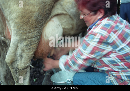 Frau ist eine Kuh melken. Altai. Sibirien. Russland Stockfoto