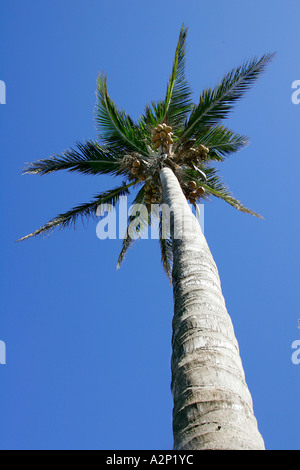 Palm Beach Palm Tree blauer Himmel unglaubliche Aussicht unendlich endlos Wasser Americas Strand Strände Küste andere Umgebung Stockfoto