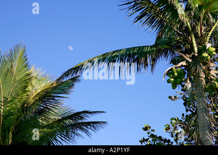Palm Beach Palm Tree blauer Himmel unglaubliche Aussicht unendlich endlos Wasser Americas Strand Strände Küste andere Umgebung Stockfoto