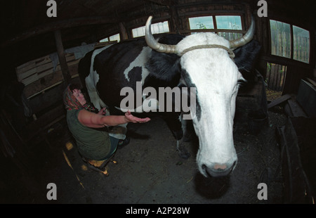 Frau ist eine Kuh melken. Altai. Sibirien. Russland Stockfoto