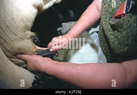 Frau ist eine Kuh melken. Altai. Sibirien. Russland Stockfoto