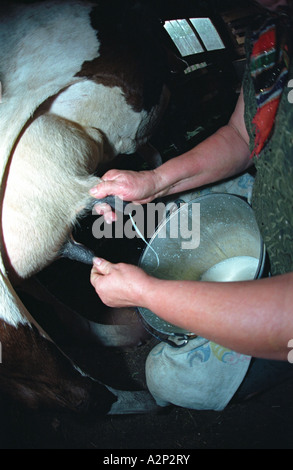 Frau ist eine Kuh melken. Altai. Sibirien. Russland Stockfoto