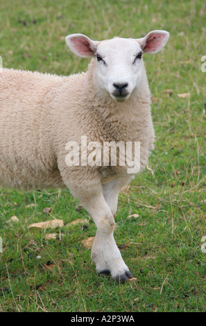 Schafbeweidung auf einem Bauernhof-Feld Stockfoto