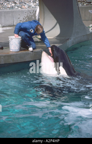 Vancouver Aquarium, Stanley Park, Vancouver, BC Britisch-Kolumbien, Kanada - Trainer Fütterung großer Schwertwal (Orcinus Orca) Stockfoto