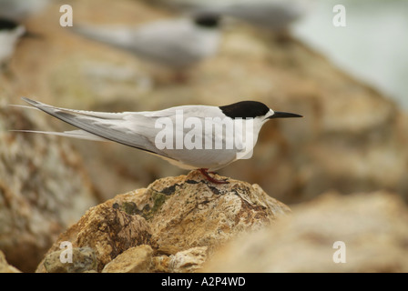 White-fronted Tern (Sterna Striata) fliegen, Otago Peninsula, Neuseeland Stockfoto