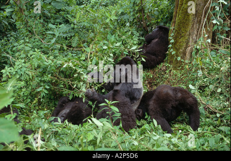 Familie von Berggorillas (Gorilla Beringei Beringei), Djombe, Virunga Nationalpark, demokratische Republik Kongo Stockfoto