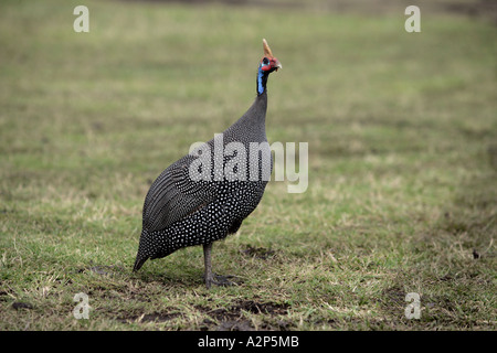 BEHELMTER PERLHÜHNER Numida Meleagris Tanazania Stockfoto
