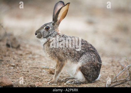 Kap Hase (Lepus Capensis) in Südafrika Stockfoto