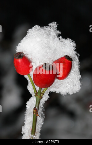 Schnee bedeckt Rose Hüfte Rosa canina Stockfoto