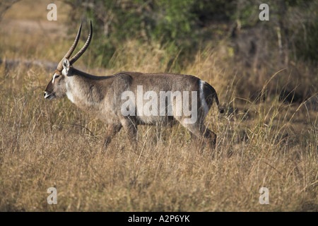 Gemeinsame Wasserböcke (Kobus ellipsiprymnus) Südafrika Stockfoto