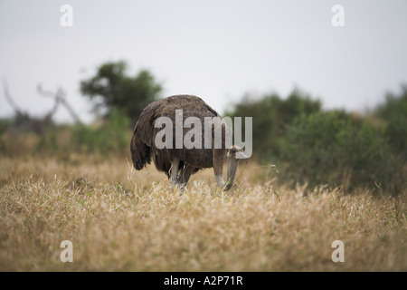 Gemeinsame Strauß (Struthio camelus) weibliche Beweidung, Südafrika Stockfoto