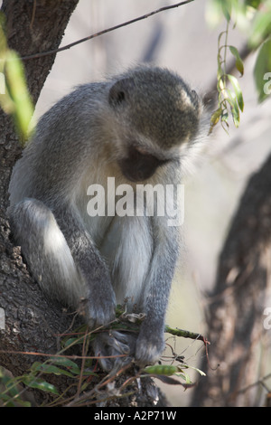 Grüne Meerkatzen (Cercopithecus aethiops) Südafrika Stockfoto