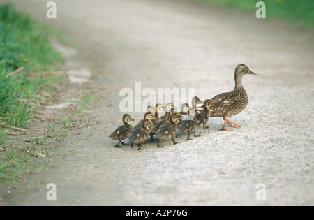 Stockente (Anas Platyrhynchos), Mutter mit Youngs, einen Weg überqueren Stockfoto