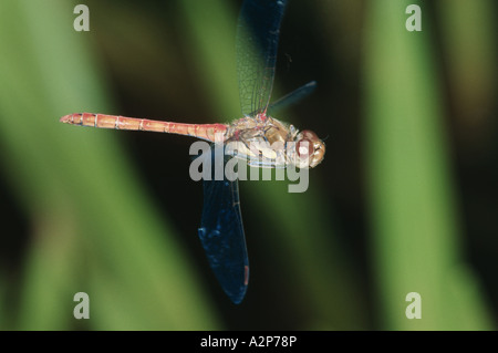 Landstreicher Sympetrum (Sympetrum Vulgatum), fliegen Stockfoto