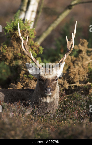 Sika Deer Beweidung im Wald von Arne RSPB Nature Reserve, Dorset, Großbritannien (Cervus Nippon), Januar Stockfoto