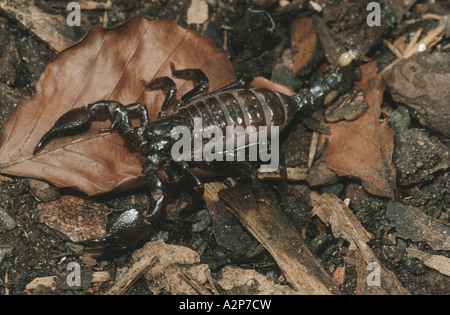 gemeinsamen Kaiser Skorpion (Pandinus Imperator), auf dem Boden Stockfoto