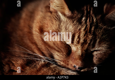 Nahaufnahme einer Ingwer Katze schläft Stockfoto