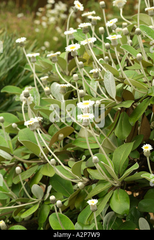 Marlborough Rock Daisy (Pachystegia Insignis Syn Olearia Insignis) Südinsel Neuseeland Herkunft Stockfoto