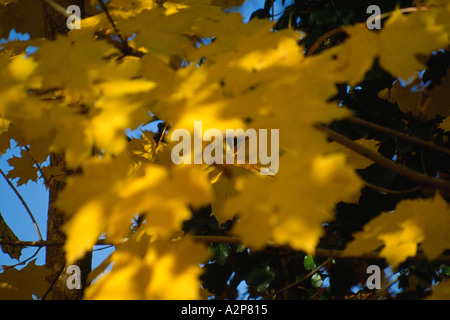 farbige Herbstblätter auf Ästen in Irlands Landschaft, Stockfoto