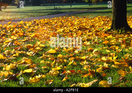 fallen der bunten Herbstlaub liegend auf dem grünen Rasen Stockfoto