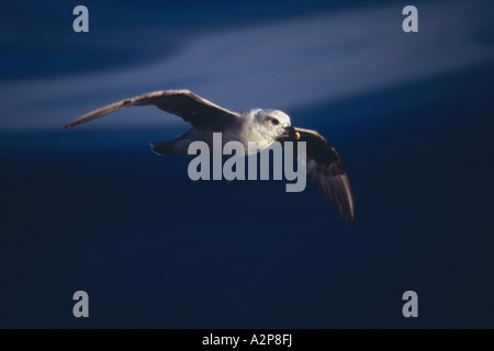 nördlichen Fulmar (Fulmarus Cyclopoida), Segelflug, Grönland, Ostgrönland, Groenlandsee, Tunu Stockfoto