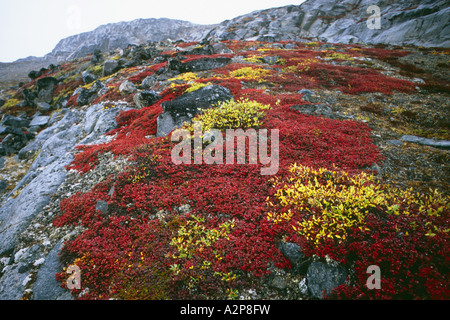 Arktische Weide (Salix Arctica), Färbung der Blätter auf Dänemark, Island, Grönland, Ostgrönland, Scoresbysund Tunu Stockfoto