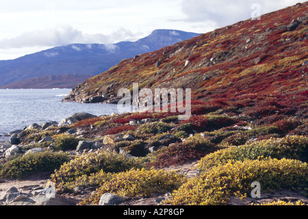 Arktische Weide (Salix Arctica), herbstliche Tundra-Landschaft am Harefjord, Grönland, Ostgroenland, Tunu, Scoresbysund, Cape Hofman Stockfoto