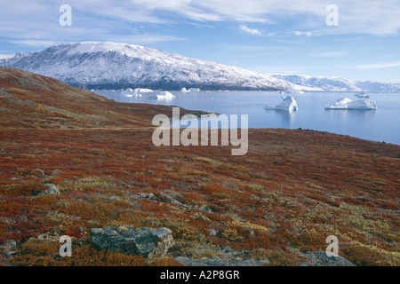 herbstliche Tundra-Landschaft am Harefjord, Grönland, Ostgroenland, Tunu, Scoresbysund, Kap Hofmann Halvo Stockfoto