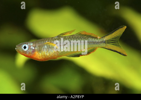 Gabel-Tail Regenbogenfisch (Pseudomugil Furcatus), Männlich Stockfoto