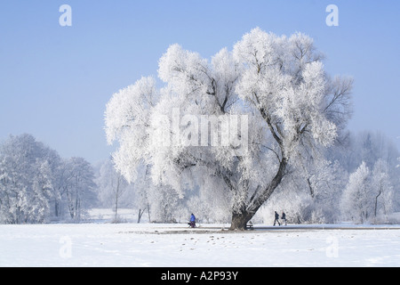 weiße Weide (Salix Alba), 100 Jahre alt in Winterlandschaft mit Raureif, Deutschland, Bayern Stockfoto