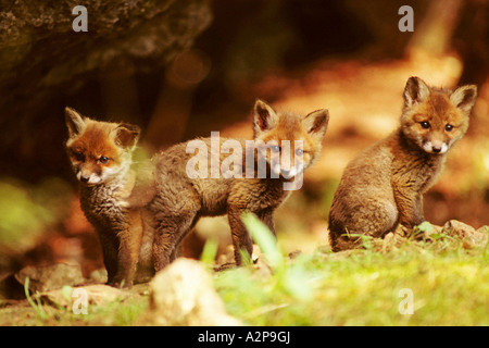 Rotfuchs (Vulpes Vulpes), drei rote Füchse, neugierig, Deutschland Stockfoto