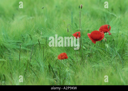 gemeinsamen Mohn, Klatschmohn, roter Mohn (Papaver Rhoeas), blüht im Kornfeld, Deutschland Stockfoto