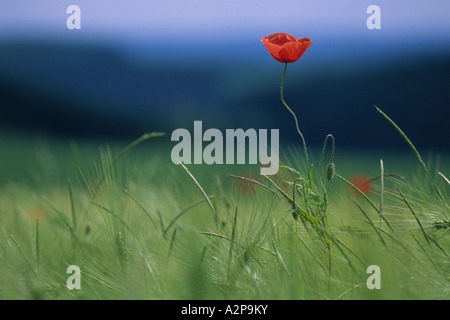 gemeinsamen Mohn, Klatschmohn, roter Mohn (Papaver Rhoeas), einzige Blüte im Kornfeld, Deutschland Stockfoto