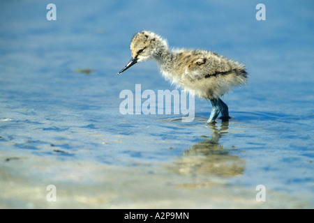 Trauerschnäpper Säbelschnäbler (Recurvirostra Avosetta), junge einzelne auf der Suche nach Nahrung im Wasser, Deutschland Stockfoto