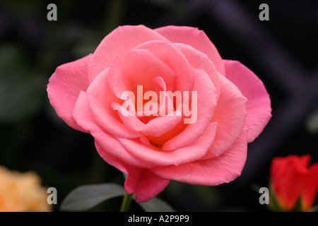 ein tiefes rosa rose auf Chelsea Flower Show 2005 Stockfoto
