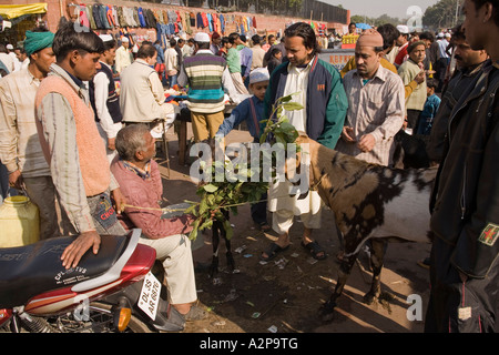 Indien-Delhi Alt Delhi Jamia Masjid Eid al Adha Festival muslimischen Mann verkaufen Ziegen zur Schlachtung Stockfoto