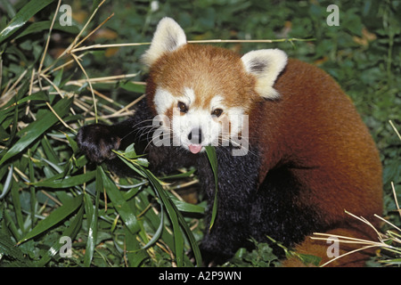 kleinere Panda, roter Panda (Ailurus Fulgens), einzelne Tiere essen Bambus, China Stockfoto