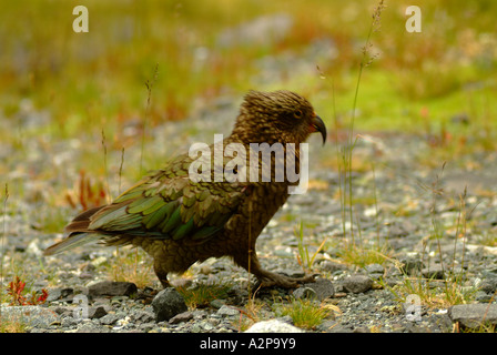 Kea (Nestor Notabilis) New Zealand Berg Papagei Stockfoto